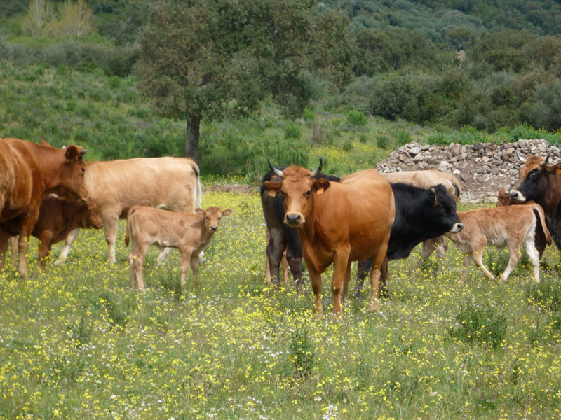 Vaches, Camping la Riviere, Corse du Sud